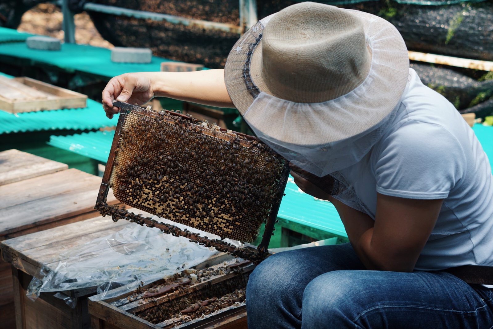 香港養蜂師傅