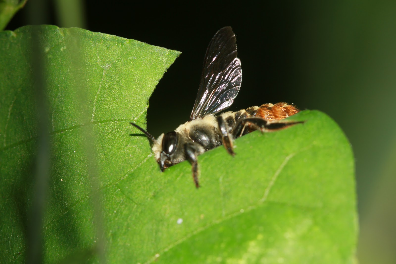 切葉蜂