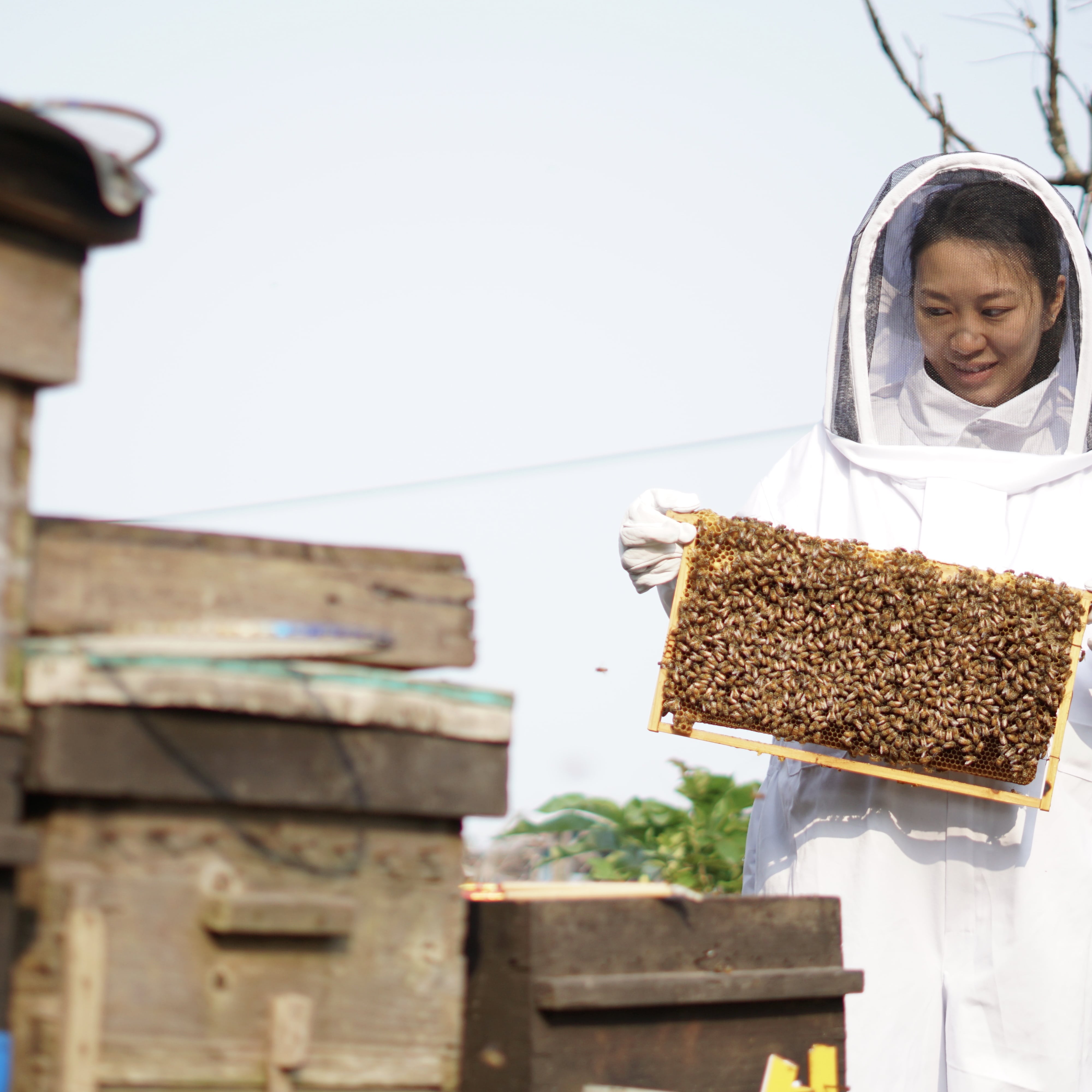 參觀蜂場, visit beehive