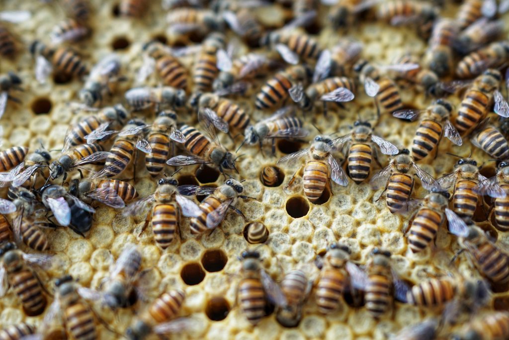 香港蜜蜂